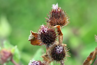 Lesser Burdock