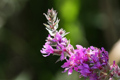 Purple loosestrife