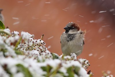 House Sparrow in Snow
