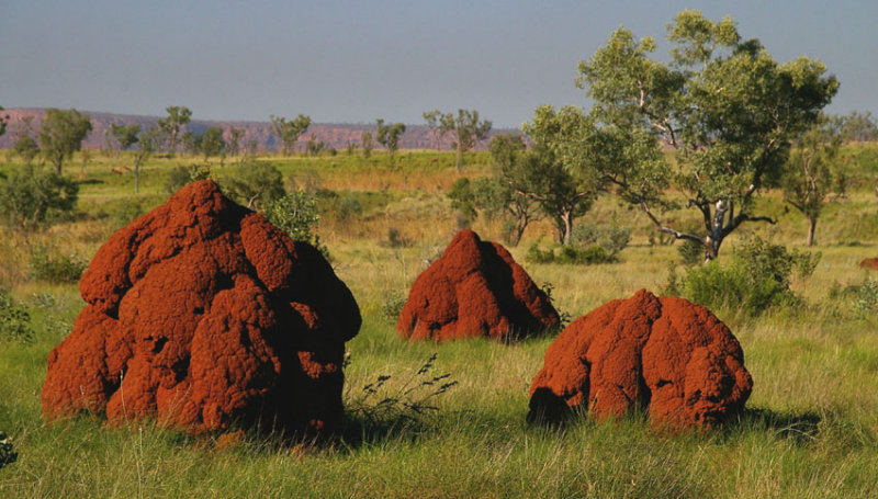 Mornington termite mounds