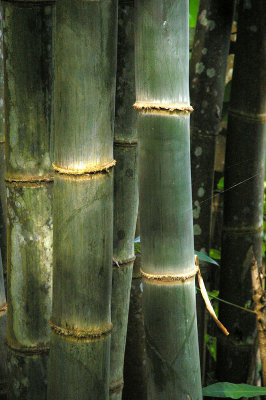 bamboo culms