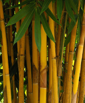 Sacred Bali Bamboo