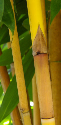 Sacred Bali Bamboo