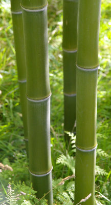 Henon Bamboo