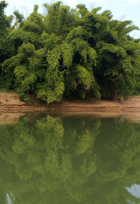 bamboo reflections