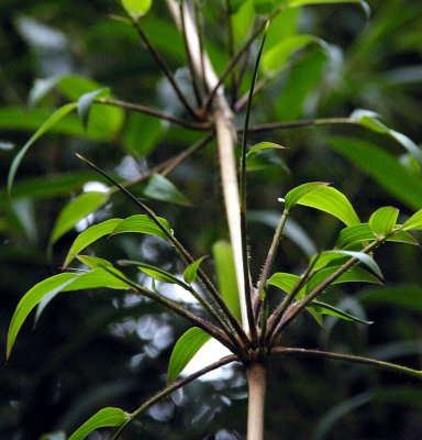 bamboo Panama