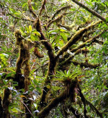cloud forest epiphytes