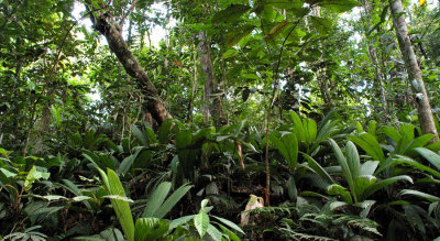 rainforest understory