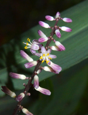 Palm-lily (Cordyline sp)
