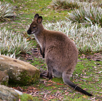 Bennetts (Red-necked) Wallaby