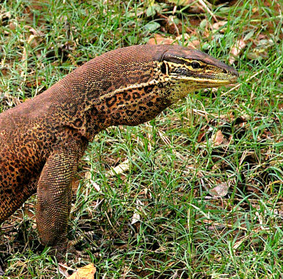 Floodplain Monitor (Varanus panoptes)