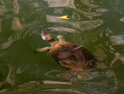 freshwater turtle