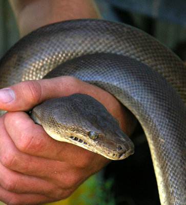 Olive Python