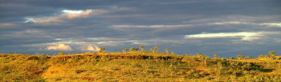 Mornington evening light