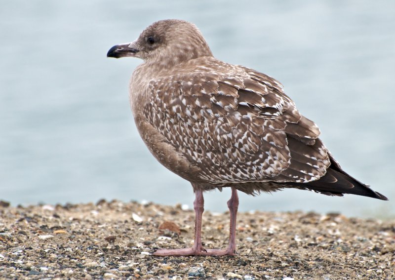 Immature Gull