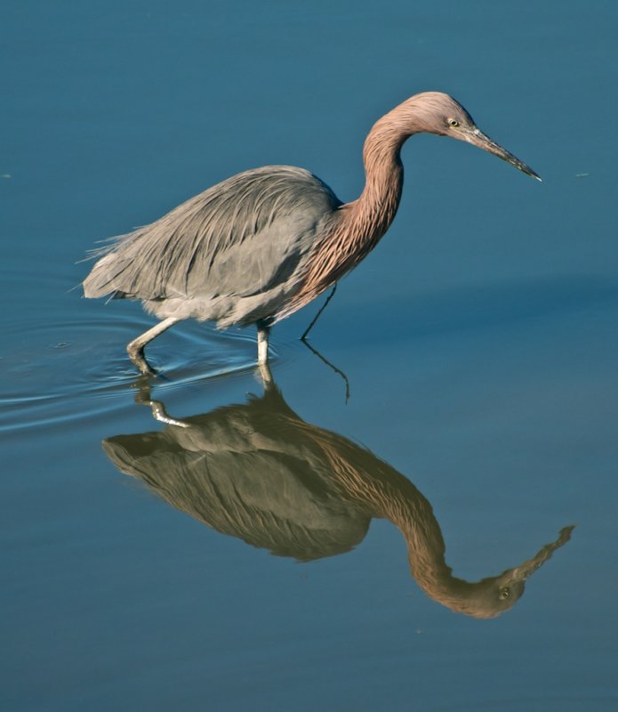 Reddish Egret