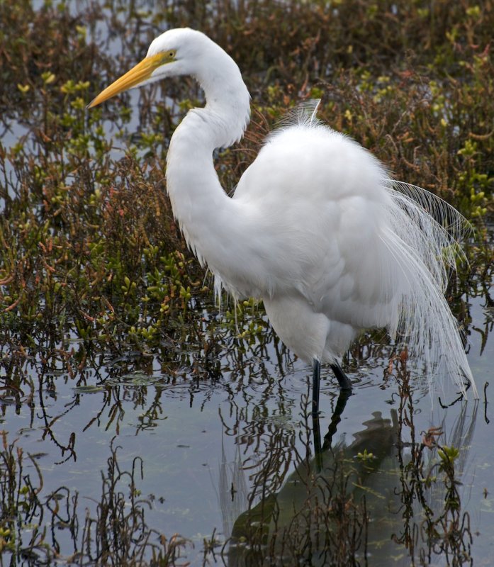 Great Egret