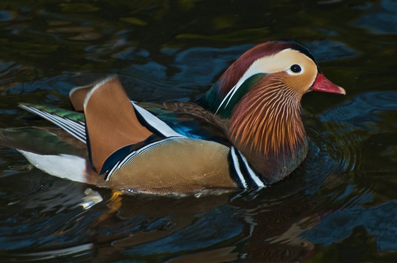 Mandarin Duck