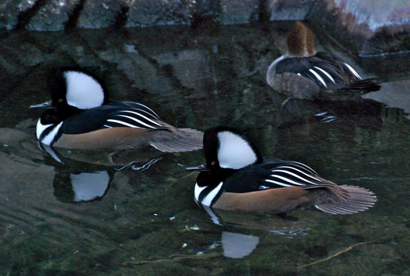 Hooded Mergansers (2 males, 1 female)