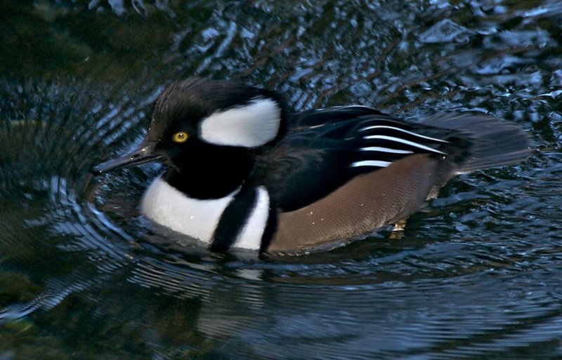 Hooded Merganser (male)