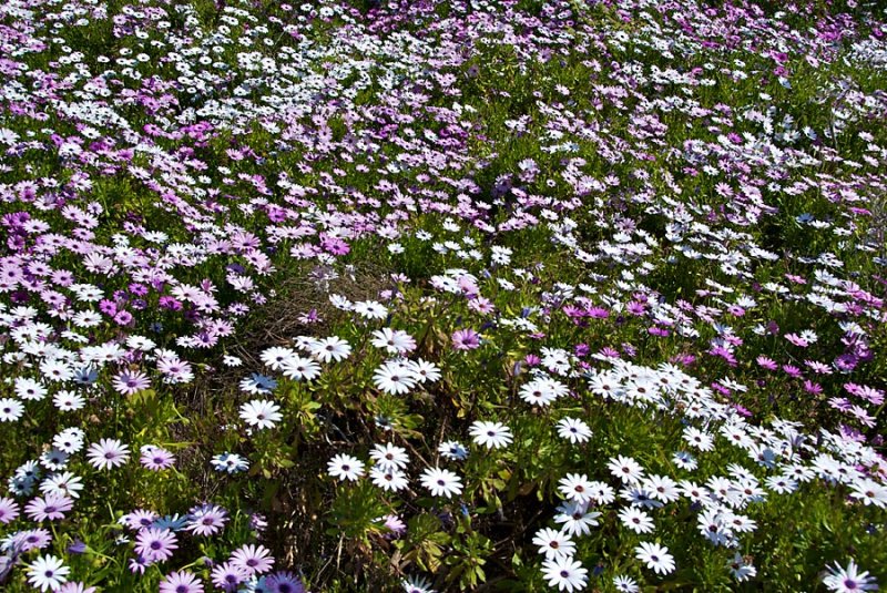 A field of Dasies