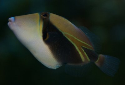 Wedge Tail Triggerfish