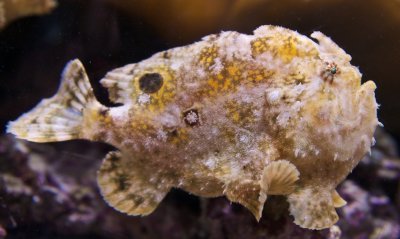 (White) Frogfish