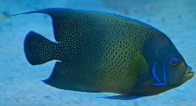 Semicircle Angelfish