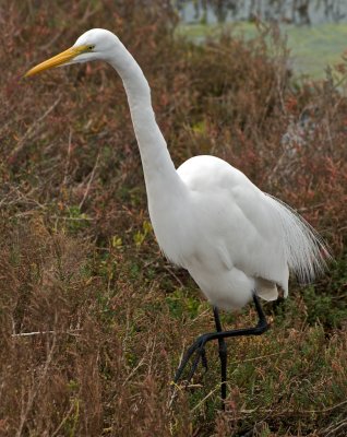 Great Egret