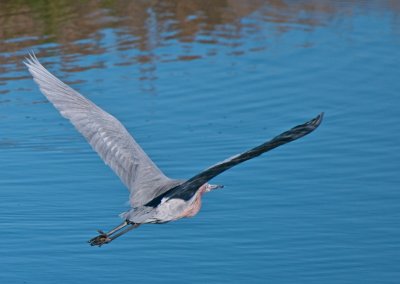 Redish Egret in flight