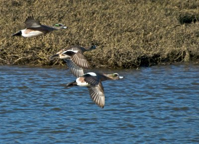 American Wigeons in flight