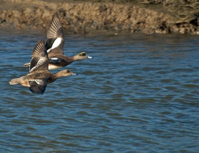 American Wigeons in flight