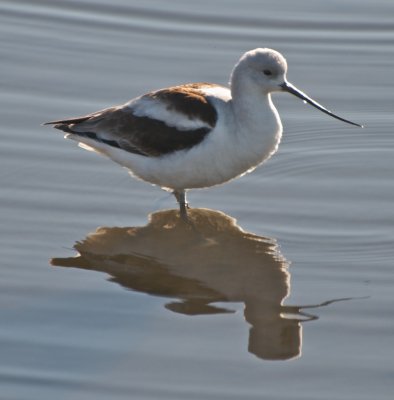 Avocet