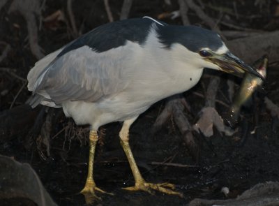 Black Crowned Night Heron with catch