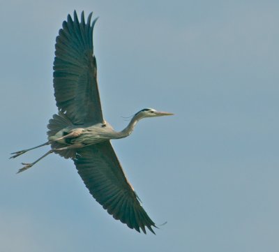 Great Blue Heron in flight (Place Holder)