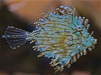 Tasseled Filefish