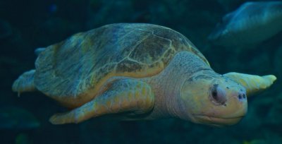 Olive Ridley Sea Turtle - Lepidochelys olivacea