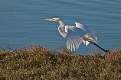 Great White Egret take off
