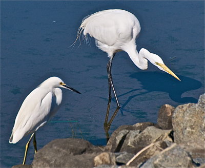 Snowy Egret and Great White Egret