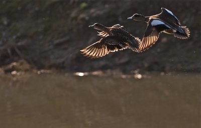 Wigeons in flight, wings backlighted