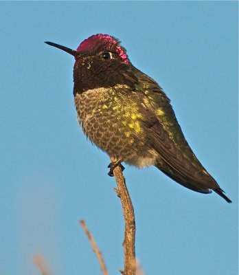 Anna's Hummingbird all lit up