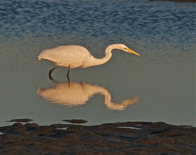 Great Egret searching for the last few morsels of the day