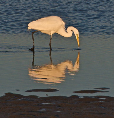 Great Egret searching for the last few morsels of the day