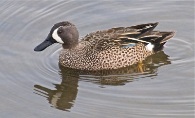 Blue Wing Teal (male)