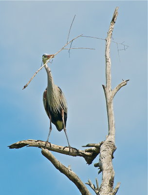 Great Blue Heron at Bolsa Chica, making the nest