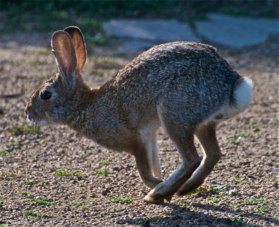 Cottontail Rabbit