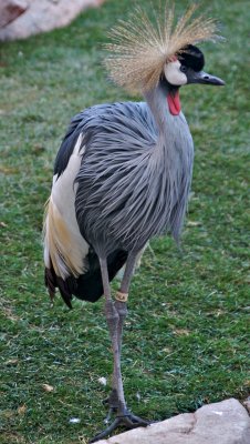 African Crowned Crane