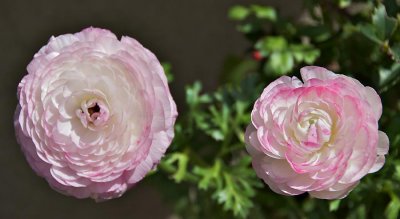 Ranunculus