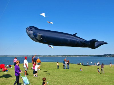 2010 Kite Festival