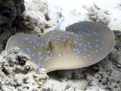 Blue Spotted Ray 01